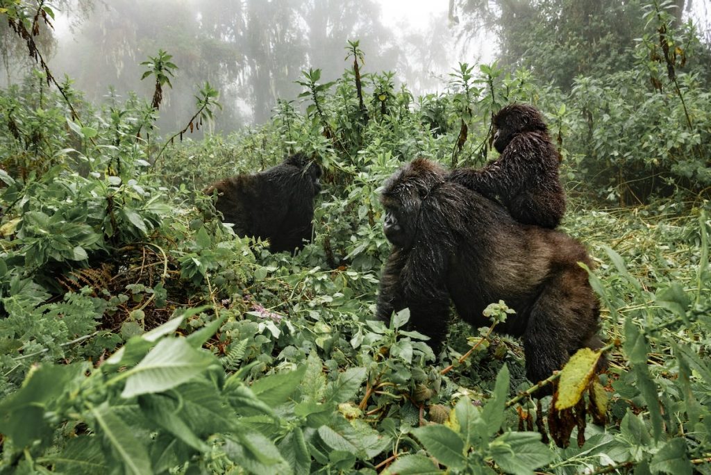 dei gorilla di montagna nella foresta tra uganda e ruanda